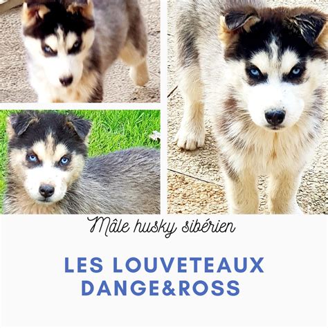 Chiots Types Husky Sibérien Non Lof Disponibles 35133 unCompagnon fr