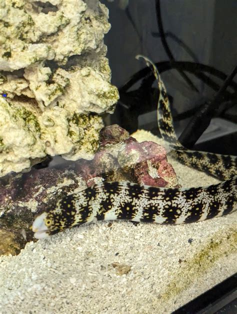 snowflake eel parent reefreef