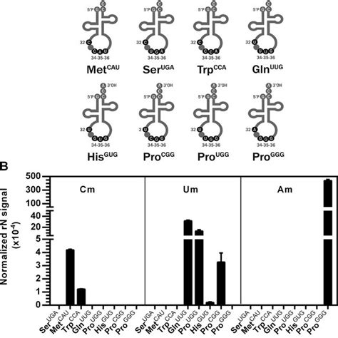 Mutations Introduced Into Yeast Trna Phe Gaa To Change Bp In The