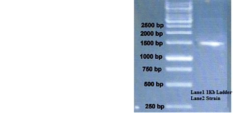 Agarose Gel Electrophoresis Of Extracted Dna Download Scientific Diagram