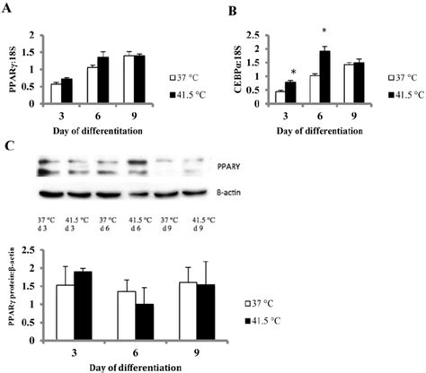 Expression Of Genes Related To Adipogenesis In Differentiating