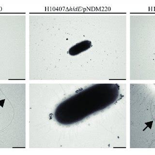 A Hlde Mutant Displays Aberrant Expression Of Extracellular