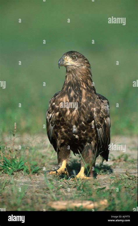 White-tailed Sea Eagle Stock Photo - Alamy