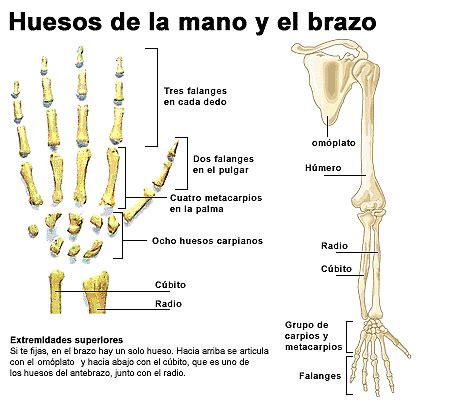 Huesos De La Mano Y Del Brazo Icarito Nbkomputer