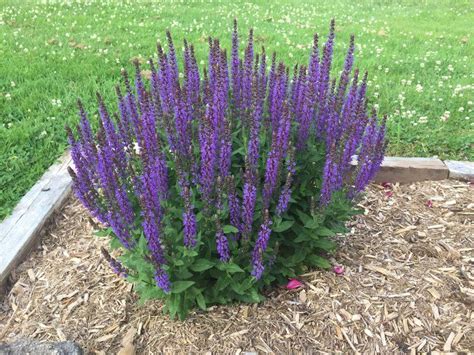 How To Deadhead Salvias The Step By Step Guide Gardening Herbs