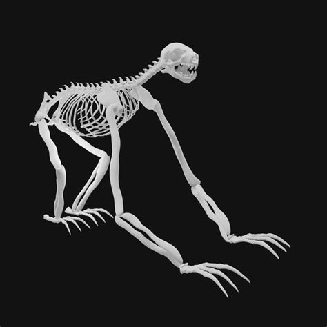 Sloth Skeleton 3D - TurboSquid 1991843