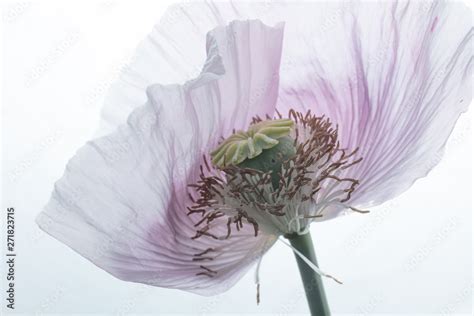 opium poppy Stock Photo | Adobe Stock