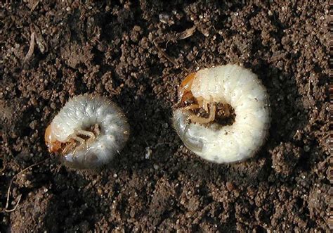 White Grubs: The Pest that's Devastating Crops and Gardens Everywhere