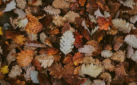 Autumn Leaves Texture Yellow Leaves Texture Background With Autumn