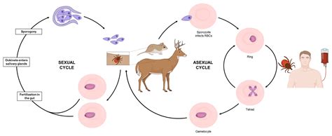 Babesia Treatments