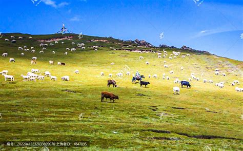 青海草原牦牛草原风光自然风景摄影素材汇图网