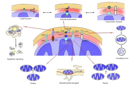 Main Biochemical Connections Of Mercs Mitochondria Endoplasmic