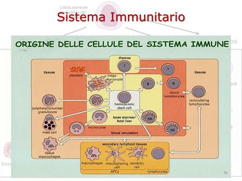 Ppt Sistema Immunitario Powerpoint Presentation Id1371642