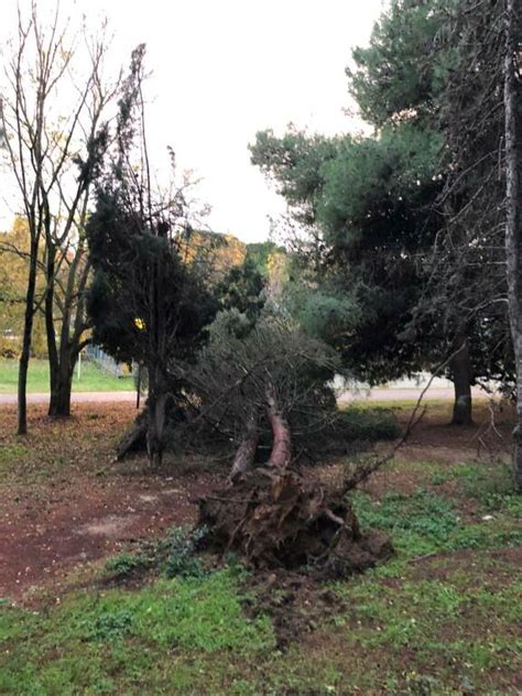 Forte Vento Di Scirocco Fa Danni Al Parco Di Termoli Alberi Sradicati