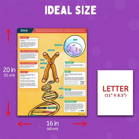 Science Posters For Classroom Decoration 4 Biology Posters Include Dna Poster Photosynthesis