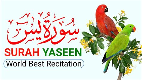 Surah Yasin Yaseen 036 Surah Yaseen Full With Arabic Hd Text سورة