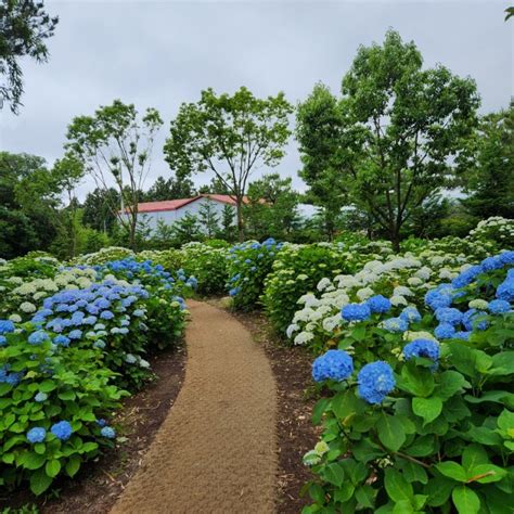 제주도 여행지 제주도 가볼 만한 곳 6월 수국축제 휴애리 자연생활공원 6월 둘째 주 수국 모습 네이버 블로그