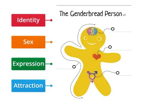 Genderbread Man - Labelled diagram