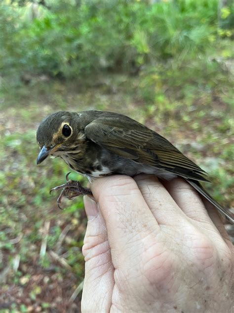 Migration Picking Up – Florida Avian Conservation