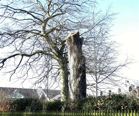 Big Tree Stump In Medomsley Village Robert Graham Geograph Britain