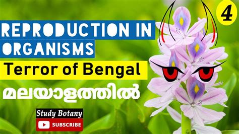 Terror Of Bengal Water Hyacinth Reproduction In Organisms Plus Two