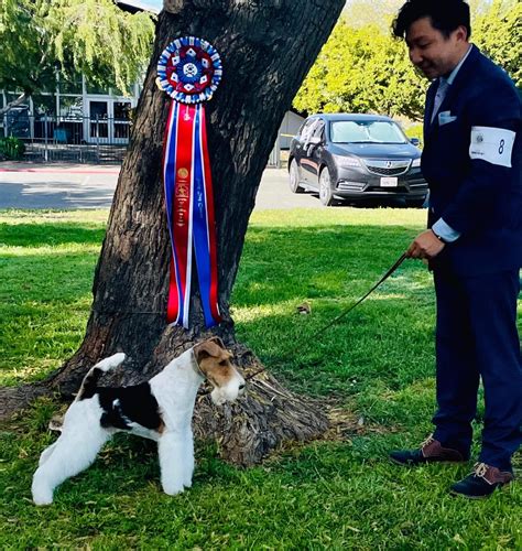 Chief Solano Kennel Club – Sunday, April 23, 2023 | Canine Chronicle