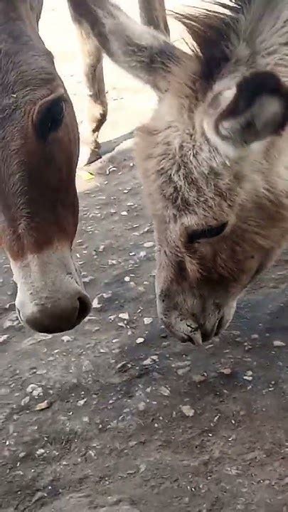 Donkey 🐴🐴🐴 Youtube