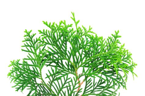 Branch Of A Thuja Tree Plant Botany White Stem Png Transparent Image