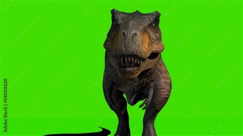 Tyrannosaurus rex Roaring on Green Screen Stock Video | Adobe Stock