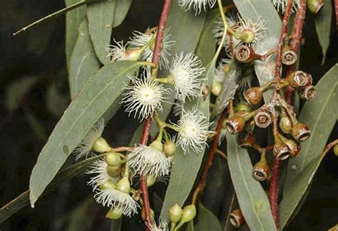 Yellow Box Gum Plants For Spaces