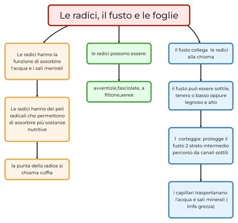 Le Radici Il Fusto E Le Foglie Mappa E Riassunto