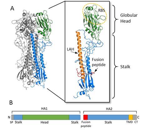 Hemagglutinin Structure And Functional Regions A The Ha Trimer Of An