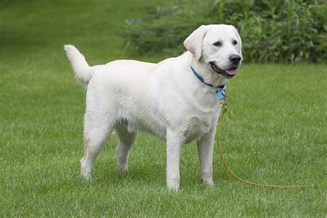 White Labrador Retrievers The Secret Behind Their Color