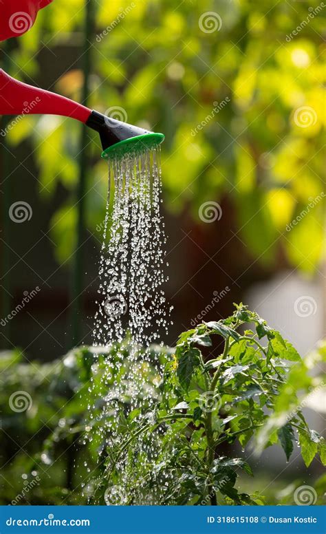 Watering Seedling Tomato Plant In Greenhouse Garden With Red Watering