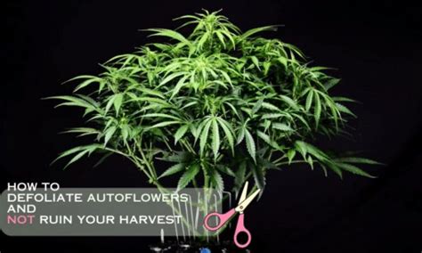 How To Defoliate Autoflowers And Not Ruin Your Harvest Guide For