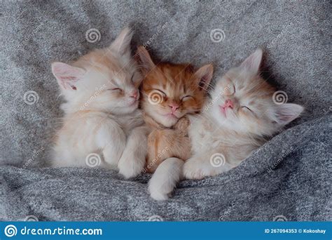 Baby Cat Sleeping Ginger Kittens On Couch Under Knitted Blanket Cats