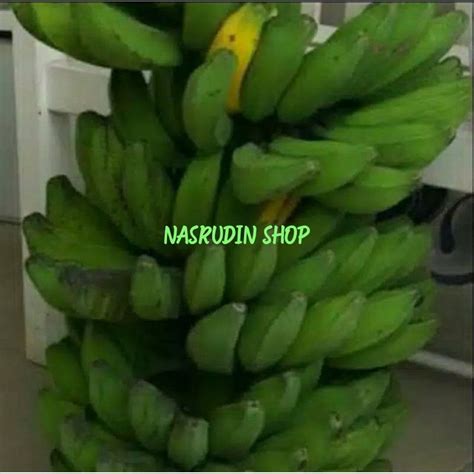 Jual Pisang Mentah Kg Pisang Kepok Pisang Ambon Pisang Raja