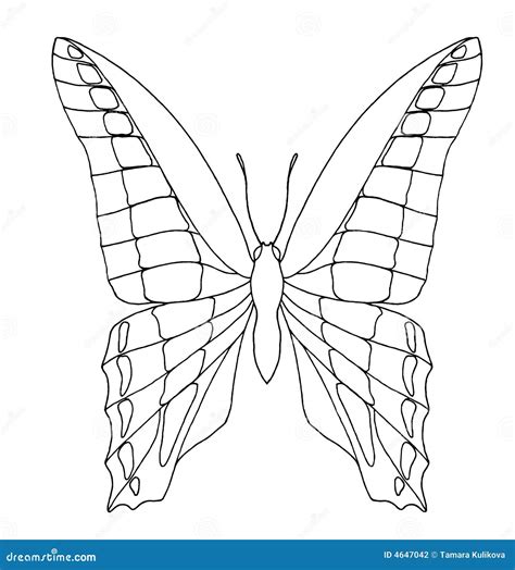 Butterfly Hand Drawing Vector CartoonDealer 21721046