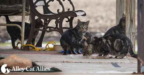 Alley Cat Allies Heads To Iowa To Save Cats Alley Cat Allies