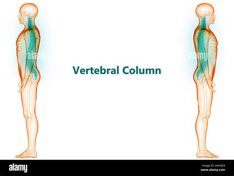 Vertebral Column Of Human Skeleton System Anatomy Stock Photo Alamy