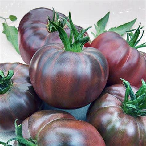 100 Organic Black Russian Heirloom Tomato Seeds Old Tomato Etsy