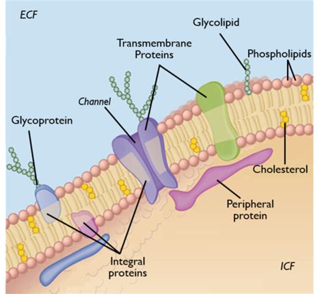 Cell Membrane Structure And Function Flashcards Quizlet