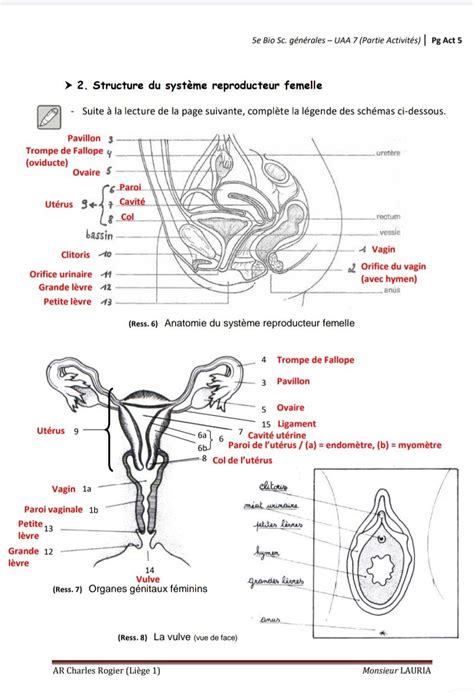 Printable diagram of the human heart pdf worksheet – Artofit