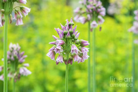 Sicilian Honey Garlic Flowers In Spring Photograph By Tim Gainey Fine