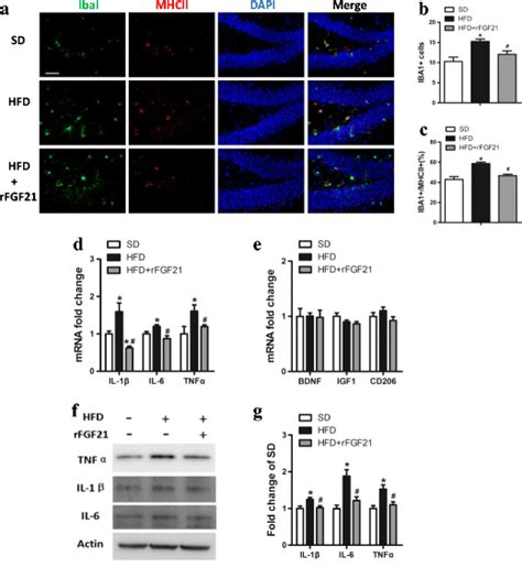 RFGF21 Reduces Microglia Activation And Pro Inflammatory Cytokine