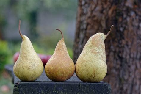 Autumn Pear Pears Free Photo On Pixabay Pixabay