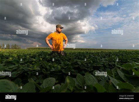 Farmer In Soybean Fields Growth Outdoor Stock Photo Alamy