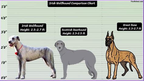 Irish Wolfhound Size: How Big Are They Compared To Others?