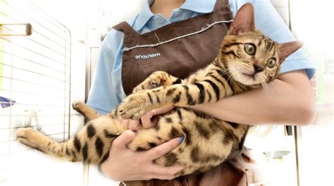 ベンガル 】顔も模様も美。イケメンヒョウ柄猫の意外過ぎる甘えん坊具合に注目！ マルワンblog ペットショップ マルワン 小さめ子犬