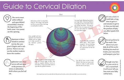 Cervix Dilation: Printable Guide - Better Birth Blog